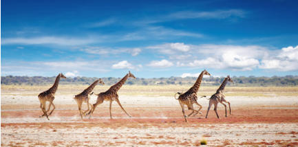 Herd of giraffes in african savanna, Etosha N.P., Namibia